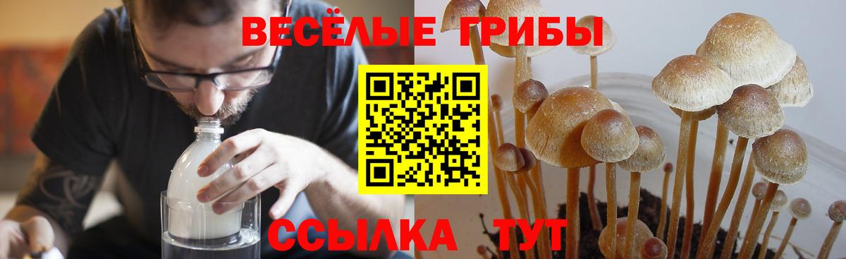 Минеральные Воды  купить закладку  Вход с VPN  Псилоцибиновые грибы Magic Shrooms  Псилоцибиновые грибы Magic Shrooms 